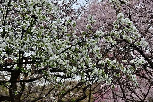 Cherry blossom is national flower of Japan and can be found everywhere during the cherry blossom season, whether in parks, gardens or just on the streets, which are very crowded by people doing hanami (cherry blossom viewing). \nThere are several hundred species of cherry blossoms in Japan with differences in colors, number of petals, timing of bloom, and size and shape of flowers. I uploaded here some of such species, including drooping cherry blossoms with strong pinkish color.