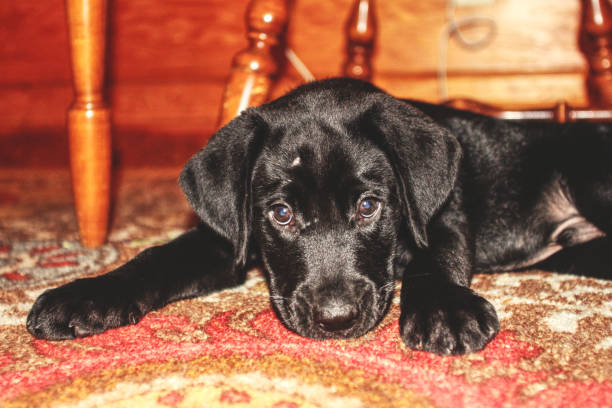 istock A Teething Puppy Chews on Carpet 1156378835