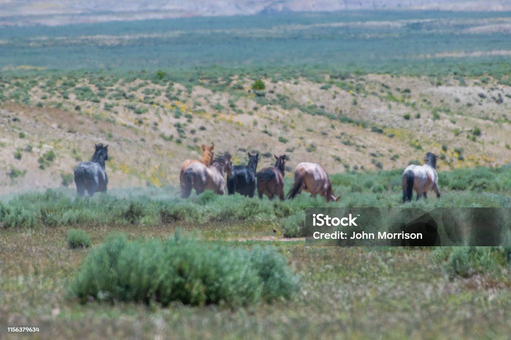 Wild horses of Sand Wash Basin herd in Colorado Wild horses Animal Stock Photo