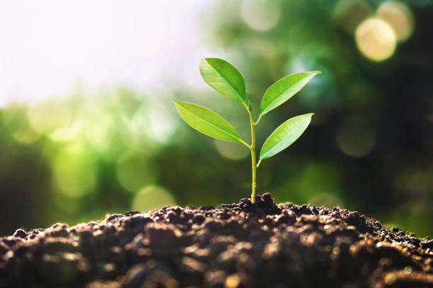 istock eco earth day concept. tree growing in nature with morning light 1156381006