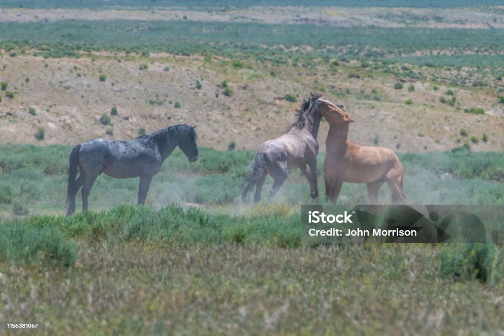 Wild horses of Sand Wash Basin herd in Colorado Wild horses Animal Stock Photo