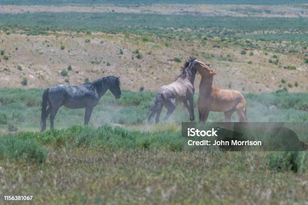 Wild Horses Of Sand Wash Basin Herd In Colorado Stock Photo - Download Image Now - Animal, Animal Themes, Animal Wildlife