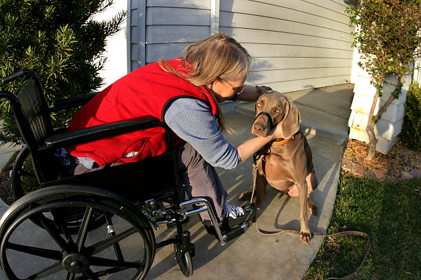Woman in wheelchair with dog picture stock photo