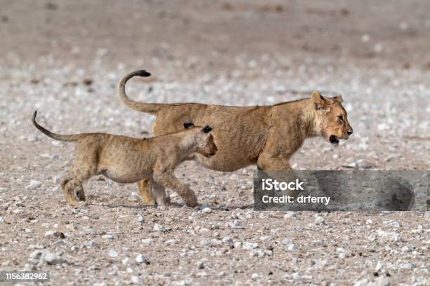 Young Lion Cub And Yearling Lion Cub Etosha National Park Namibia Stock Photo - Download Image Now