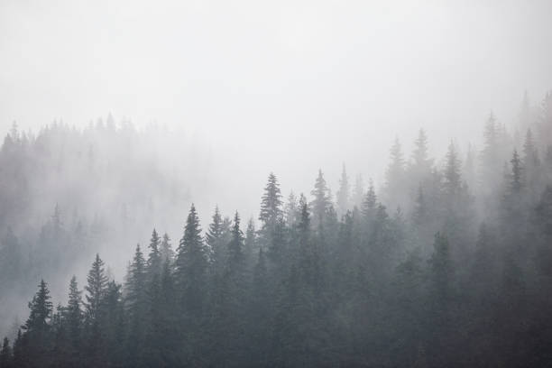 istock Nature and Cloudcscape. Mist and Fog all around creating simplicity in the Landscape. 1156383674