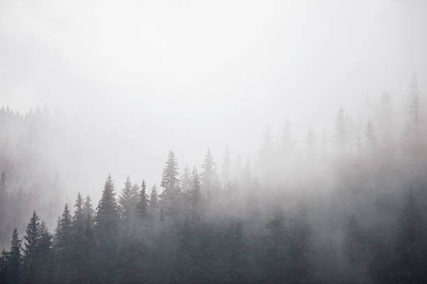 istock Nature and Cloudcscape. Mist and Fog all around creating simplicity in the Landscape. 1156383677