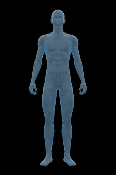 人体, 男性, 男性 - men anatomy the human body body ストックフォトと画像