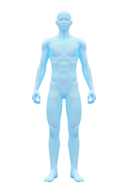 人体, 男性, 男性 - 人体 イラスト  ストックフォトと画像