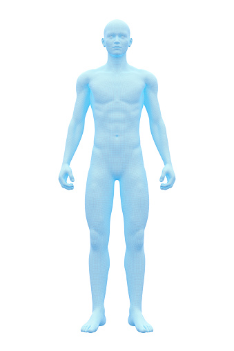 3D Rendering image of male human body. Wireframe model isolated on white background.