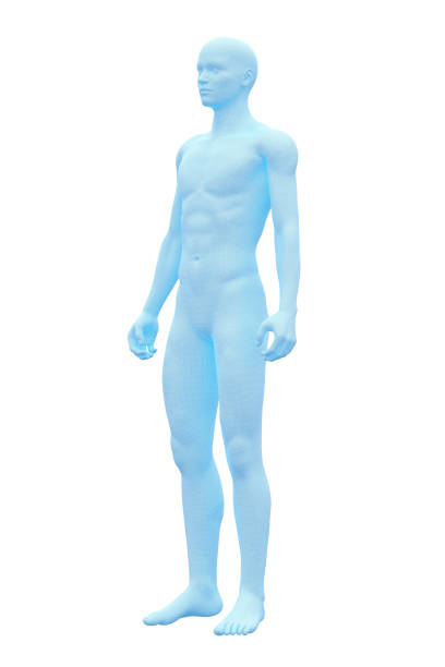 istock Human Body, Male, Man 1156384782