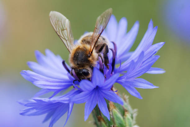 istock Bee sitting on the blue bachelor button flower 1156384962