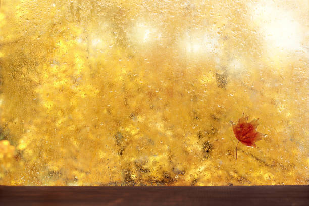 maple leaf flew to the wet after rain window