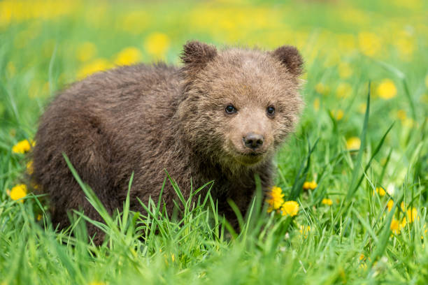istock Brown bear cub playing on the summer field 1156385137