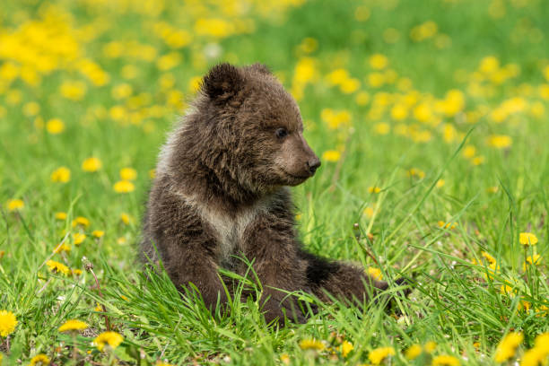 Brown bear cub playing on the summer field Brown bear cub playing on the summer field. Ursus arctos in grass with yellow flowers winnie the pooh photos stock pictures, royalty-free photos & images