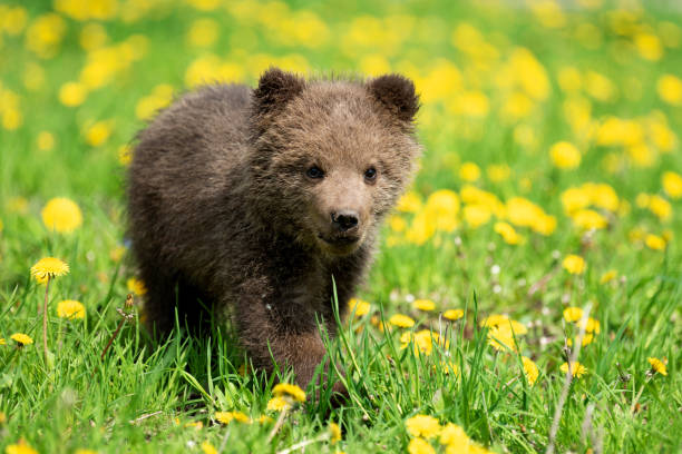 istock Brown bear cub playing on the summer field 1156385144