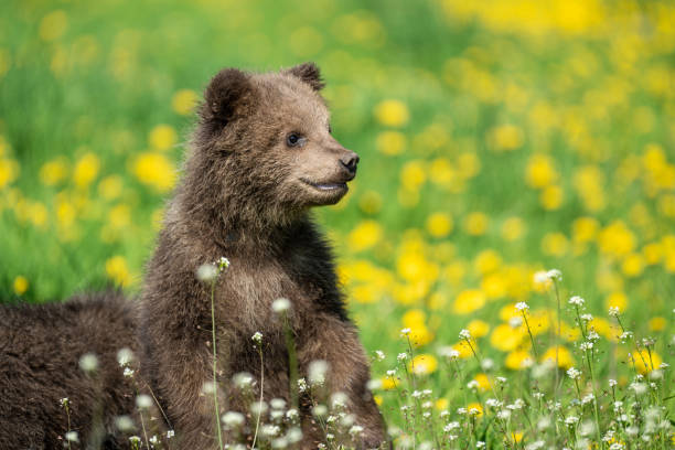 istock Brown bear cub playing on the summer field 1156385153