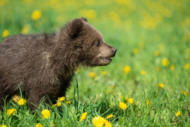 istock Brown bear cub playing on the summer field 1156385160