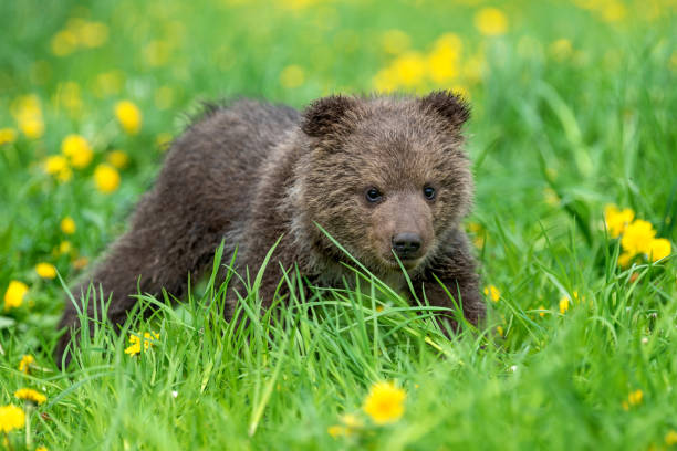 istock Brown bear cub playing on the summer field 1156385164