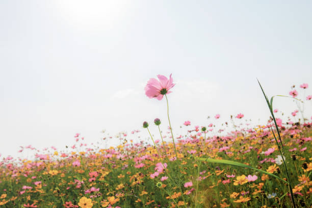istock Cosmos with beautiful in nature. 1156385718