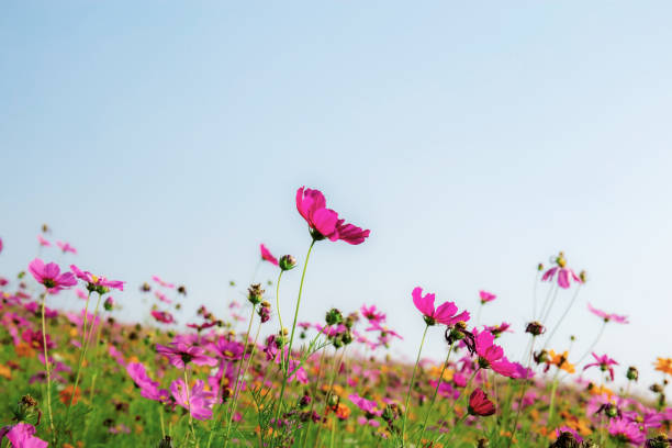 istock Cosmos on field at blue sky. 1156385769