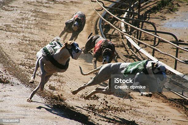 Greyhounds Dos Perros Foto de stock y más banco de imágenes de Carrera - Carrera, Galgo inglés, Acontecimiento