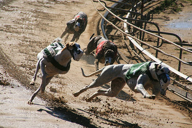 Greyhounds 2 dogs stock photo