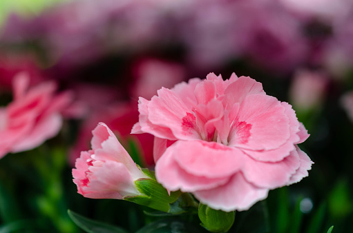 gentle pink carnation flowers close up