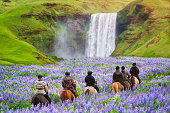 Tourist ride horse at Skogafoss waterfall Iceland.