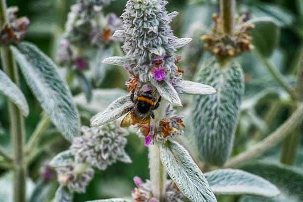 istock Bee collecting pollen on Lavender plant. 1156388159