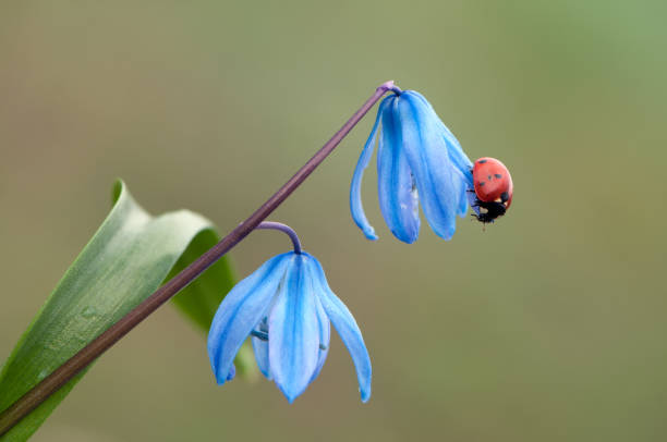 istock ladybug  sit on a blu flower on a summer morning 1156388206