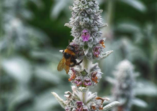 istock Bee collecting pollen on a lavender plant 1156388211