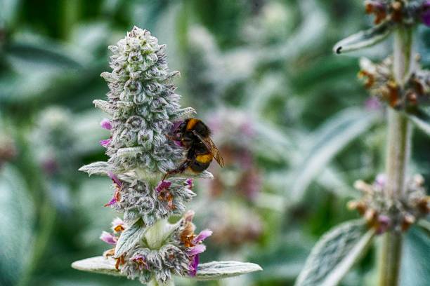 istock Bee collecting pollen on lavender flowers 1156388219