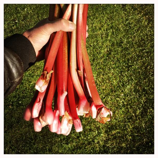 Rhubarbs