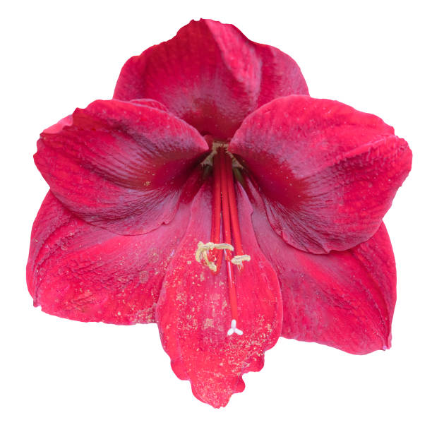 istock hippeastrum isolated on white background, different colors. 1156390098