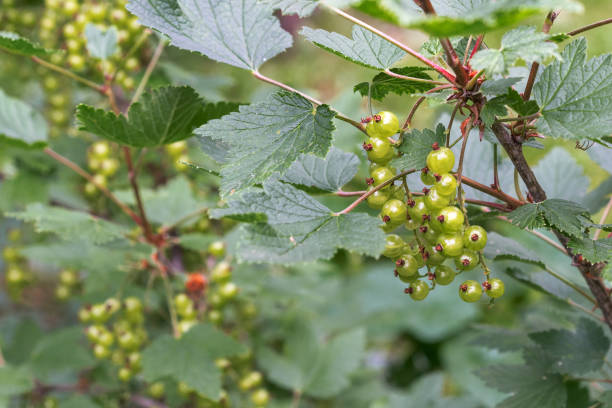 istock Green berries of red currant 1156390105