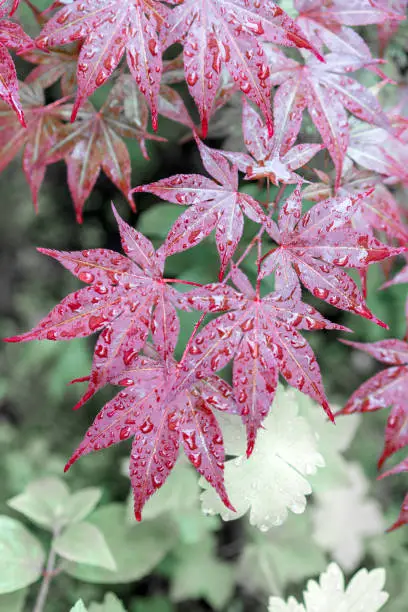leaves japanese maple, acer japonicum after rain.
