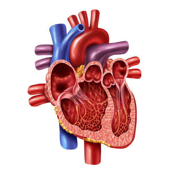 menschliche sinnere anatomie - herzkammer stock-fotos und bilder