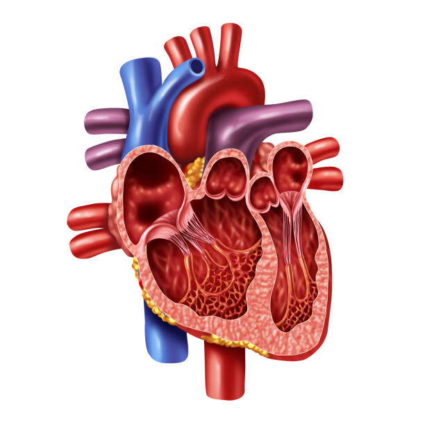 anatomie intérieure de coeur humain - valvule cardiaque photos et images de collection
