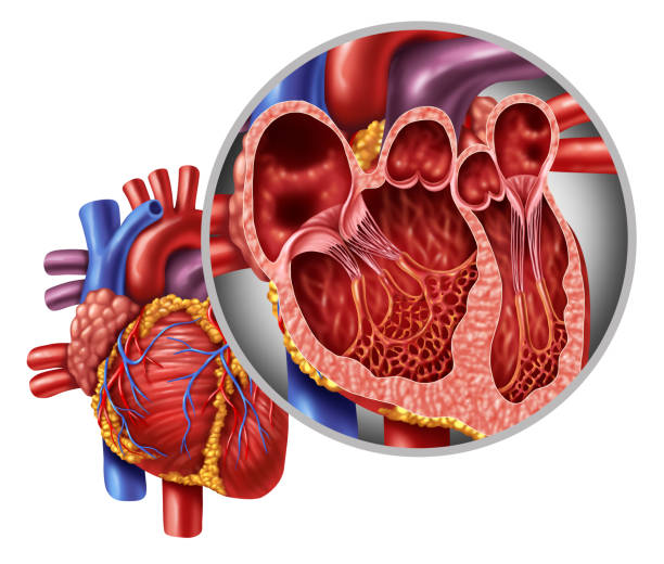 심장 해부학 개념 - left ventricle 뉴스 사진 이미지