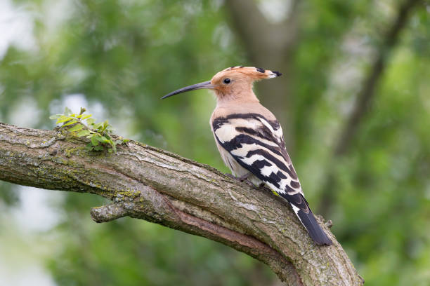 istock Portrait of Hoopoe bird (Upupa epops) 1156392030
