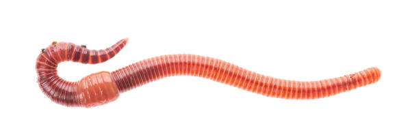makro strzał czerwonego robaka dendrobena dżdżownica żywa przynęta do połowów izolowane na białym tle. - fishing worm zdjęcia i obrazy z banku zdjęć