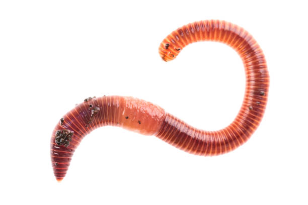 makro strzał czerwonego robaka dendrobena w oborniku, dżdżownica żywa przynęta do połowów izolowanych na białym tle. - fishing worm zdjęcia i obrazy z banku zdjęć