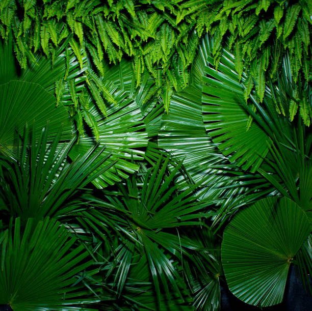 background of Tropical plants