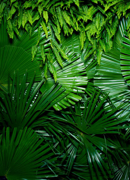 istock Green Wall of Trachycarpus 1156393478