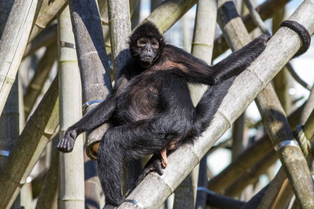 A closeup of Koats (Spider monkeys) eating green cabbage in a zoo