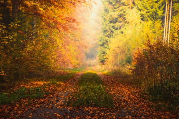 istock Magic autumn forest, romantic, misty, foggy landscape 1156394485