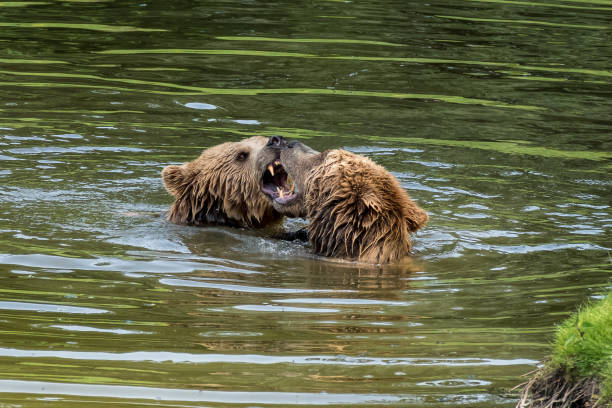 istock European brown bear, ursus arctos in a park 1156394528