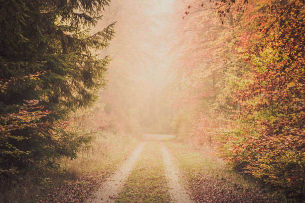 istock Magic autumn forest, romantic, misty, foggy landscape 1156394755