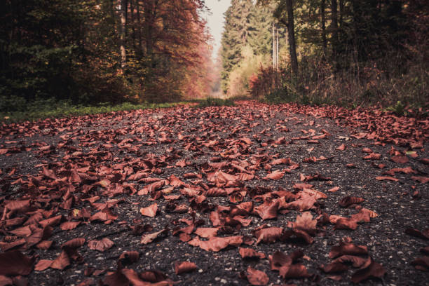 istock Magic autumn forest, romantic, misty, foggy landscape 1156395031