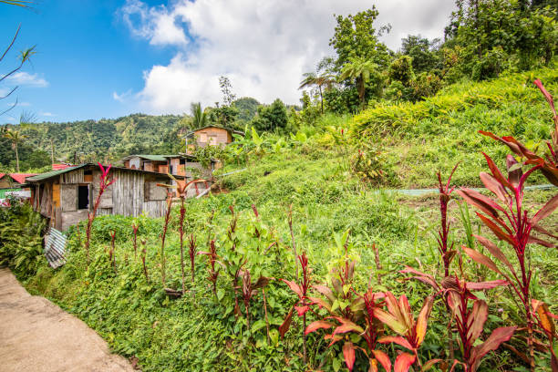 istock Nature in Dominica, Caribbean 1156395063